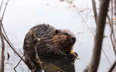 How beavers help us