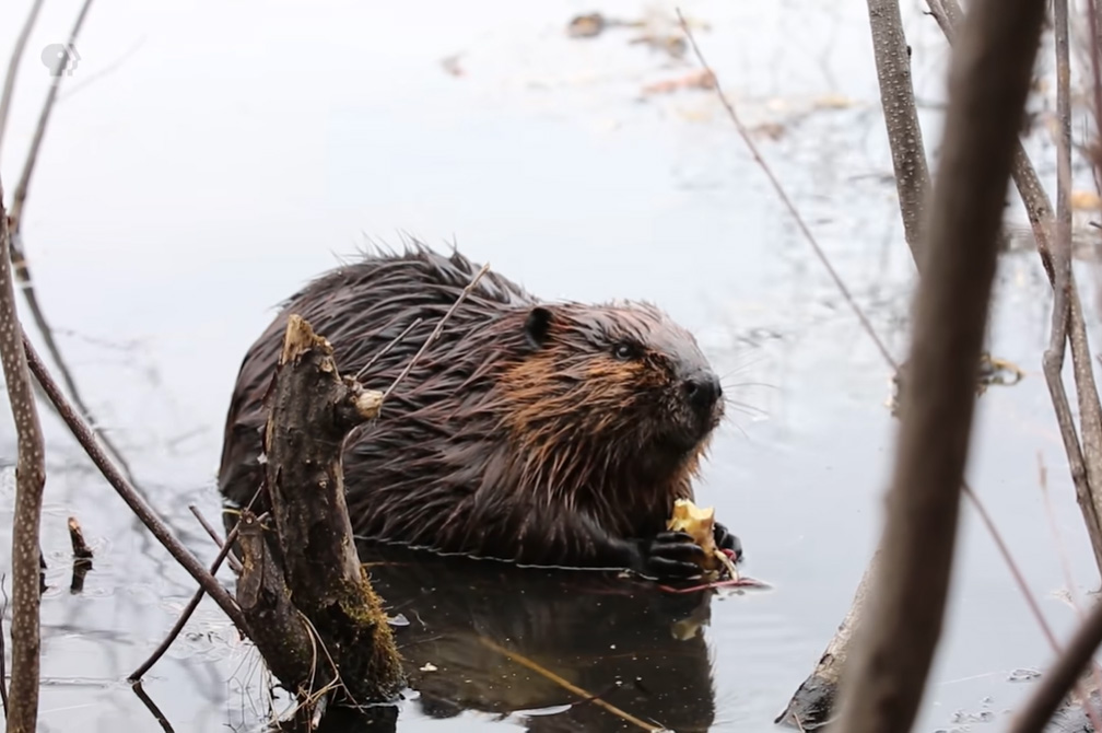 How beavers help us