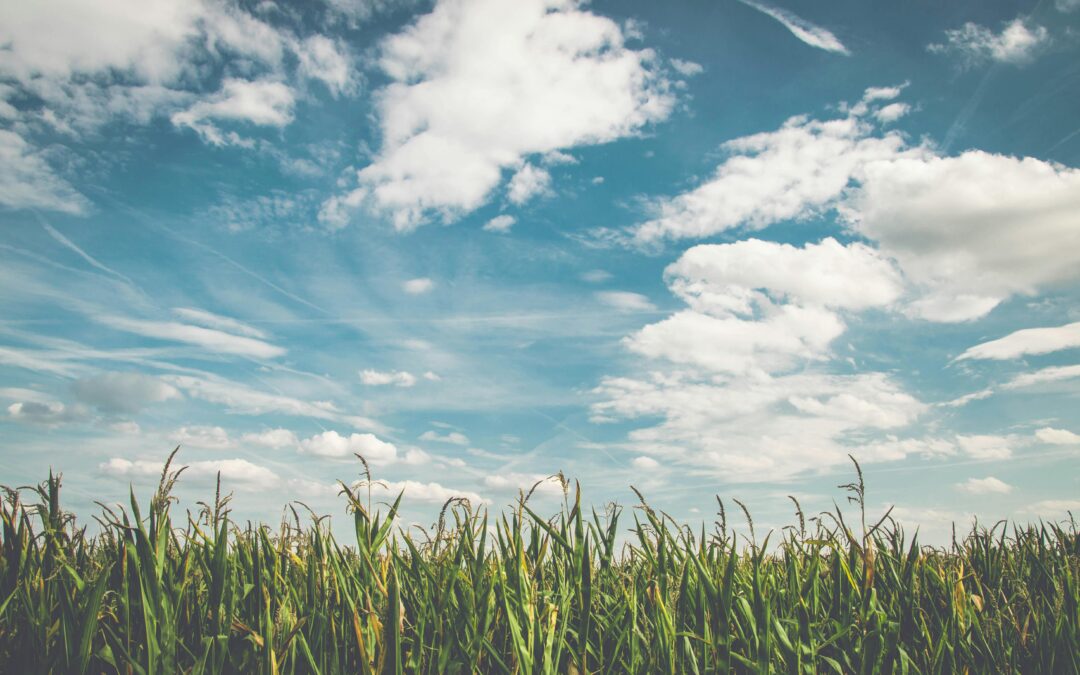 Photo credit: Pixabay corn fields