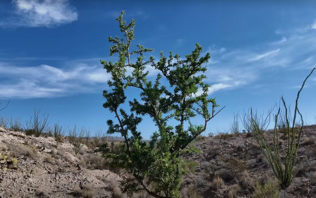 Dustups Ranch greening the desert