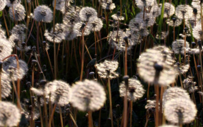 Photo credit: Pixabay dandelions