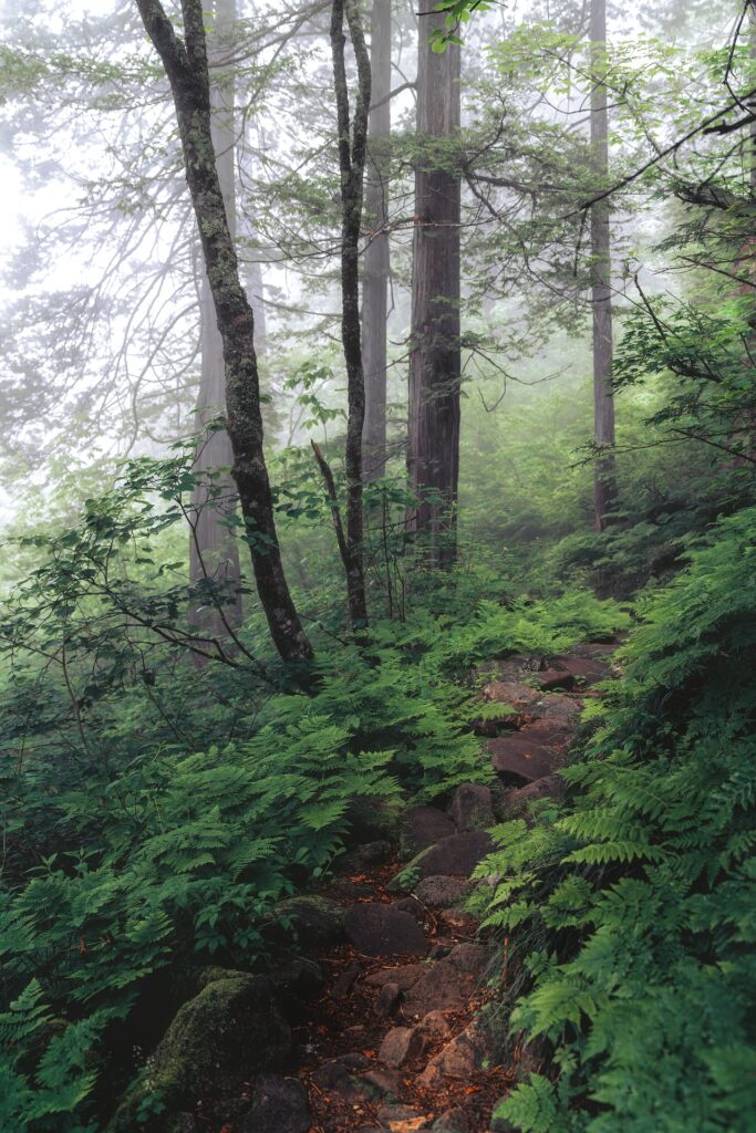 pixabay-trail-8117575