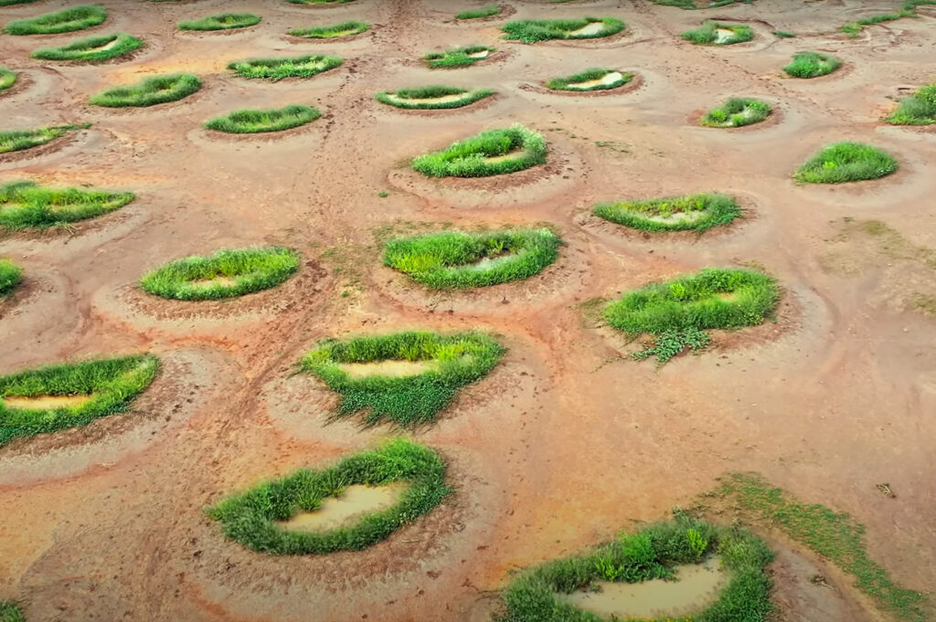 Restoring Dead Soil in Kenya - Planet Wild