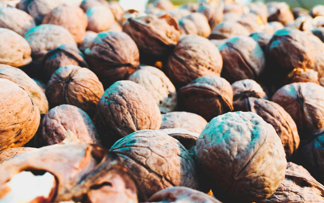 University of Waterloo: Nuts for Energy