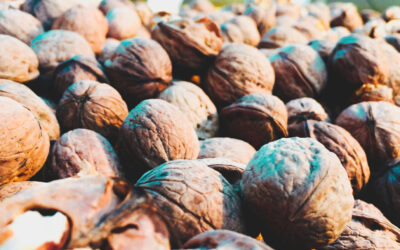 University of Waterloo: Nuts for Energy